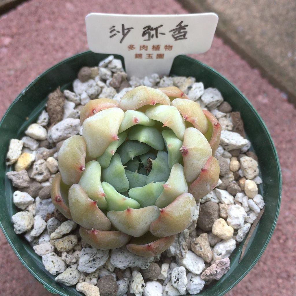 サボテン多肉植物即売会