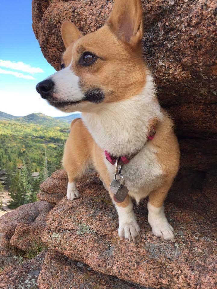 The Daily Corgi tweet media