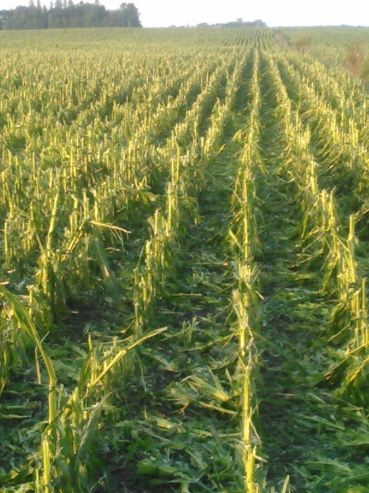 rkvittetoe's tweet photo. Check out the latest crop report update from the @ISUExtension Field Agronomists in this #ICMBlog: https://t.co/TKSX4kXtav. #ISUCrops https://t.co/5rGe4mXU1c