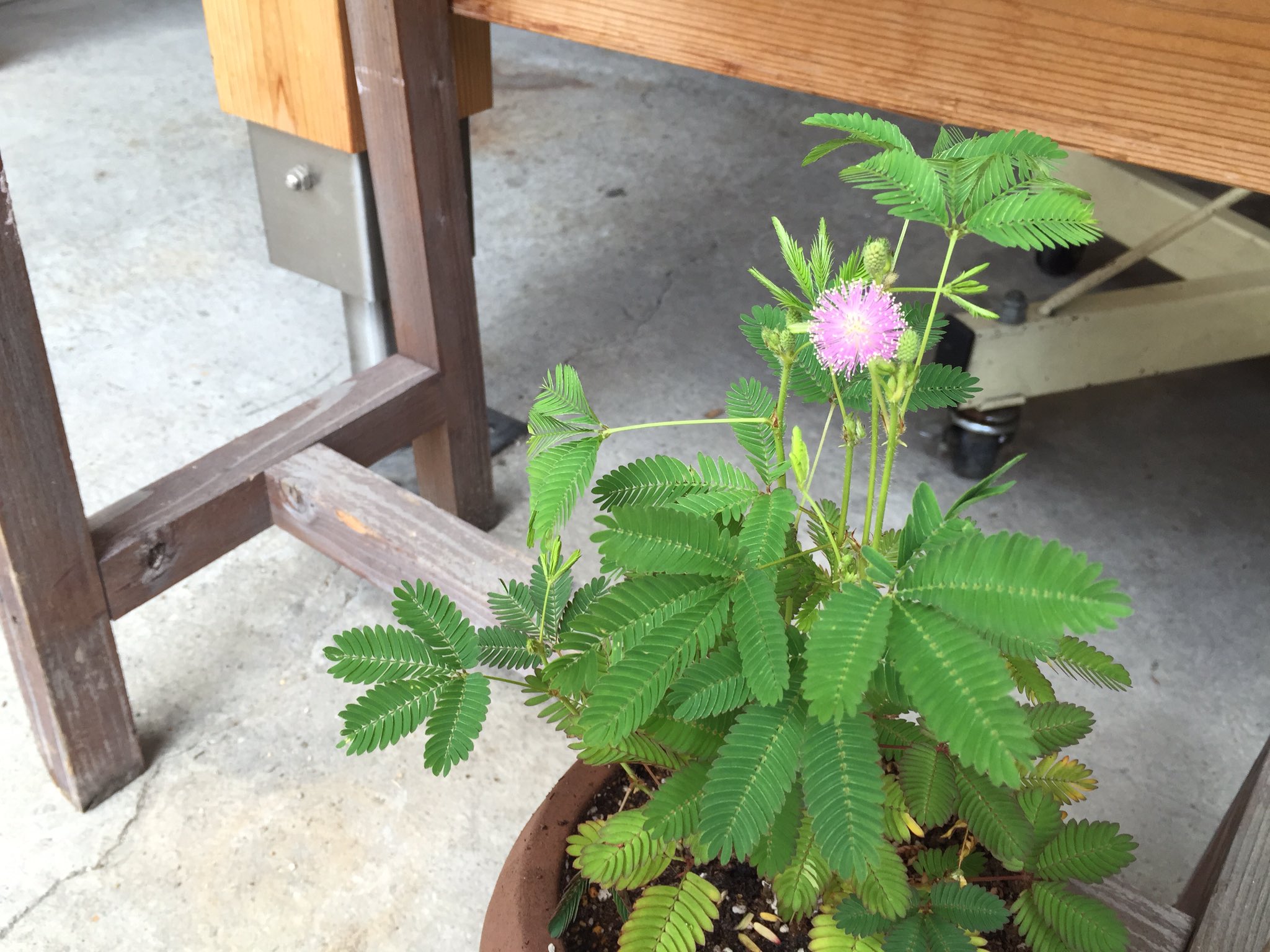 とほん おはようございます 今朝 オジギソウを見たら花が咲いていました こんな花なんですね そもそも花が咲くことすら予想していなかったので驚き つぼみまだあるので あといくつか咲きそうです オジギソウの咲く本屋にて本日もご来店お待すして