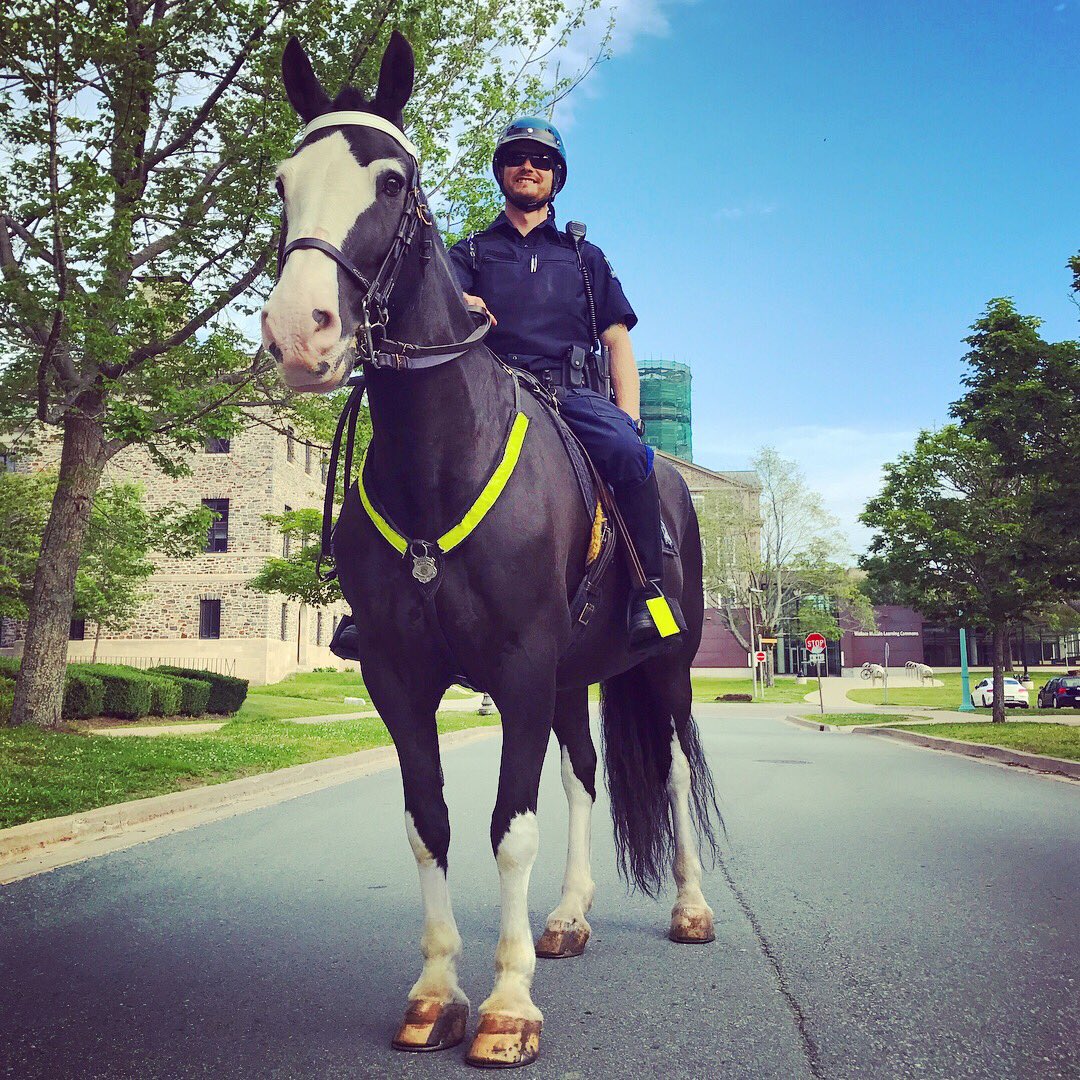 HRPMountedUnit's tweet photo. Beautiful day for a mounted patrol โ๏ธ #sarge #reiningincrime #mountedpatrol #halifax #novascotia https://t.co/eQRGYaQpfj