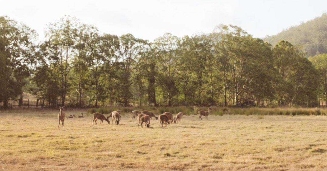 Can't wait to be back with our little furry friends! #borumbadeerpark #junglelovefestival 📸: maxorchardfox <a href="/Queensland/">Queensland Australia</a> <a href="/sunshinecoastoz/">Visit Sunshine Coast</a>