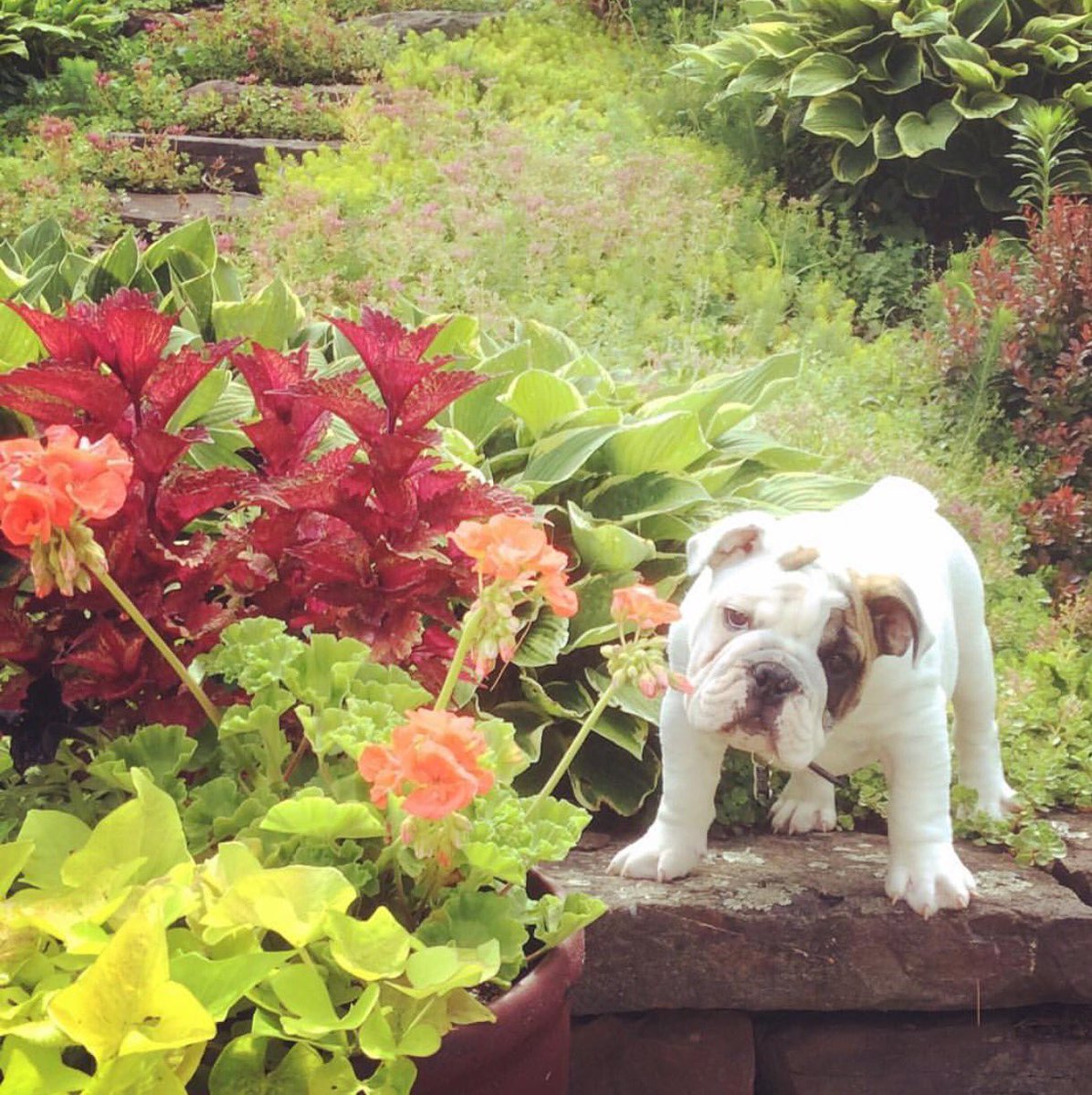 DASchatzi's tweet photo. Transformation Tuesday! #whatadifferenceayearmakes #maclovin #65poundslater...😍❤️🐶 https://t.co/E69FpTE27M