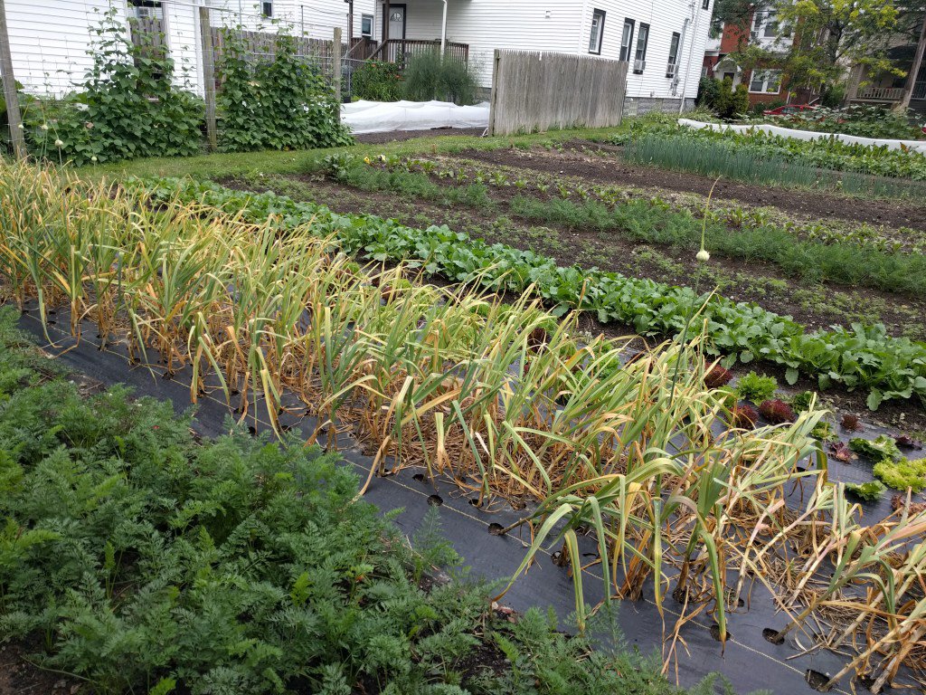 Farm update baybranchfarm.com/2017/07/11/far…