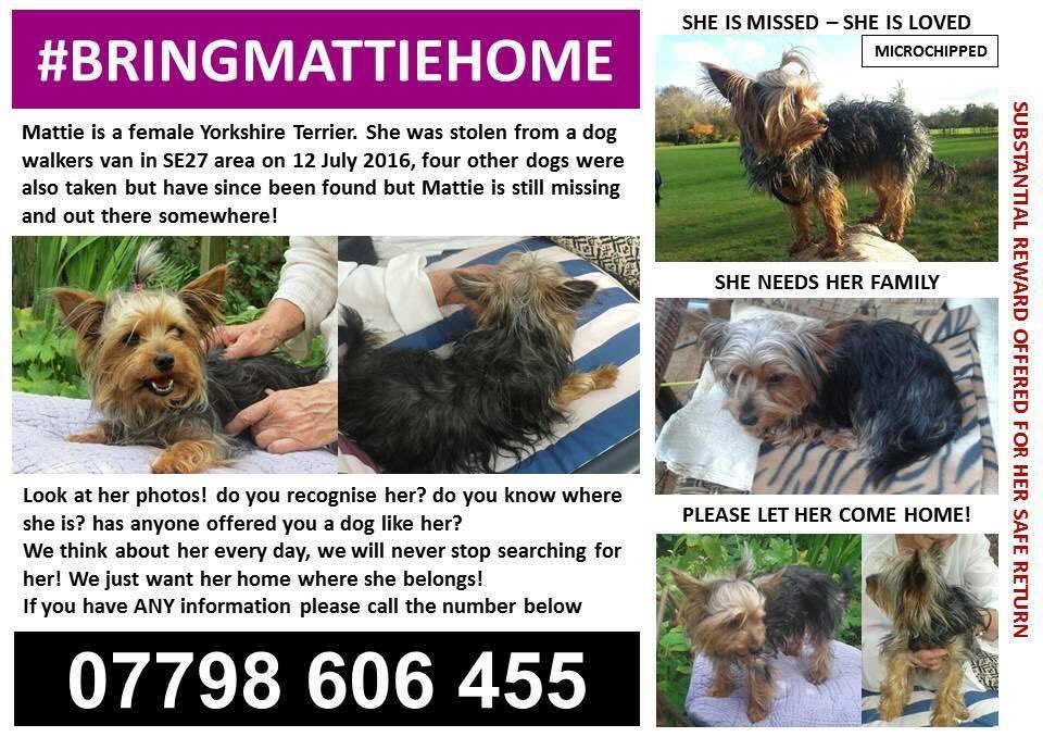 #BringMattieHome #Stolen from #DogWalkers van in #WestNorwood #LONDON SW16 12.07.16 #StopPetTheft #ScanMe #checkthatchip