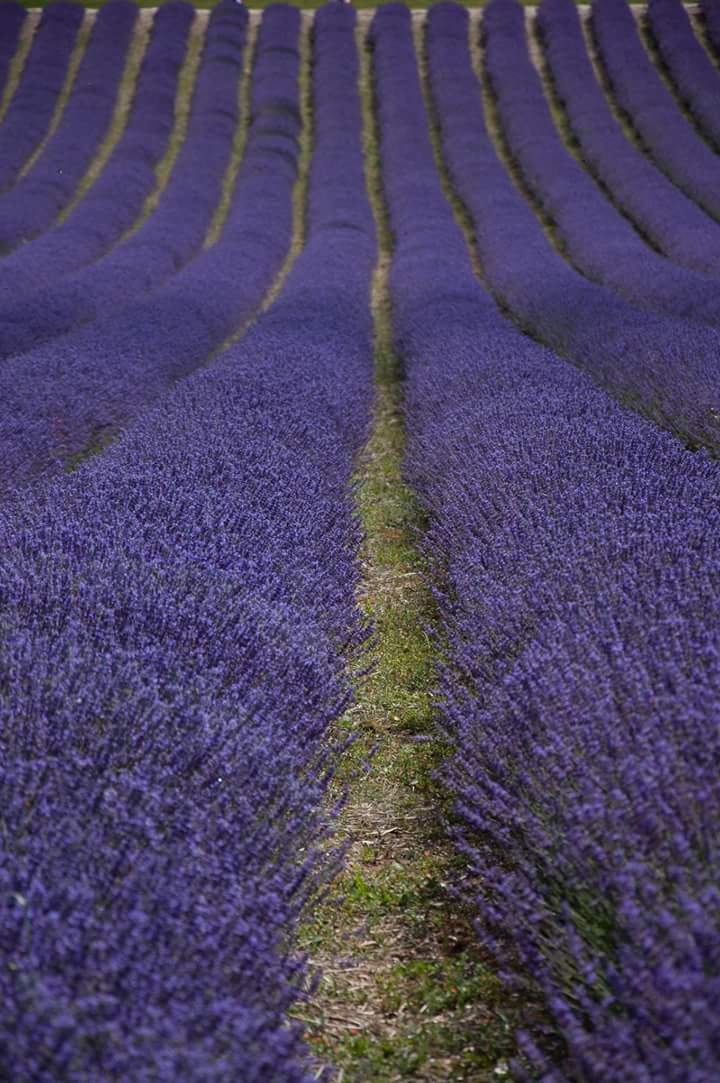 MyFarmInsurance's tweet image. Thought this would cheer an otherwise dreary day. Enjoy your day folks. #happydays