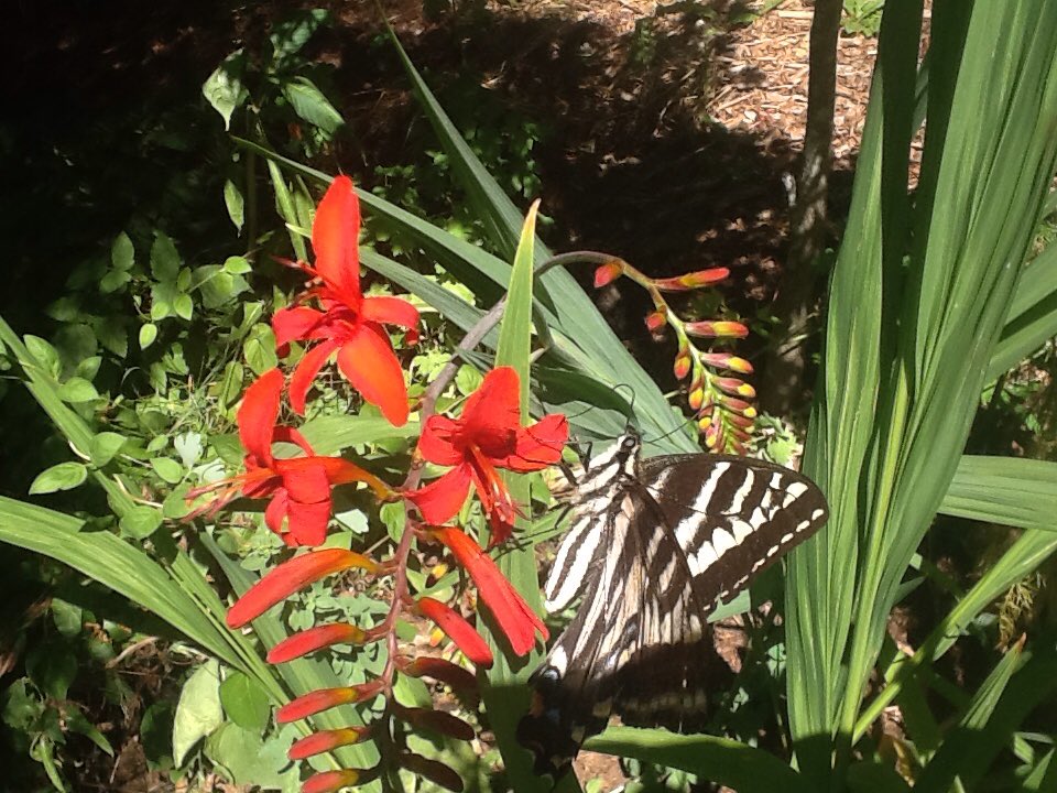 treehivebees's tweet image. Humming birds are not the only ones who like this flower