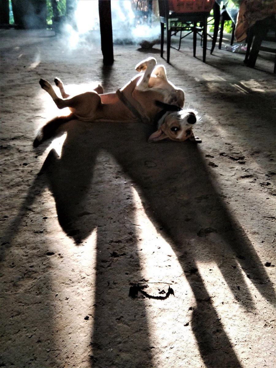 thehideoutfarm's tweet photo. 4get d world. Just roll over, expose ur guts &amp; get belly rub. Or give 1. Or 3. Or 10. #itsadogslife #hideoutfarm #dogsarethebest #lifelesson https://t.co/uk95rNfSQi