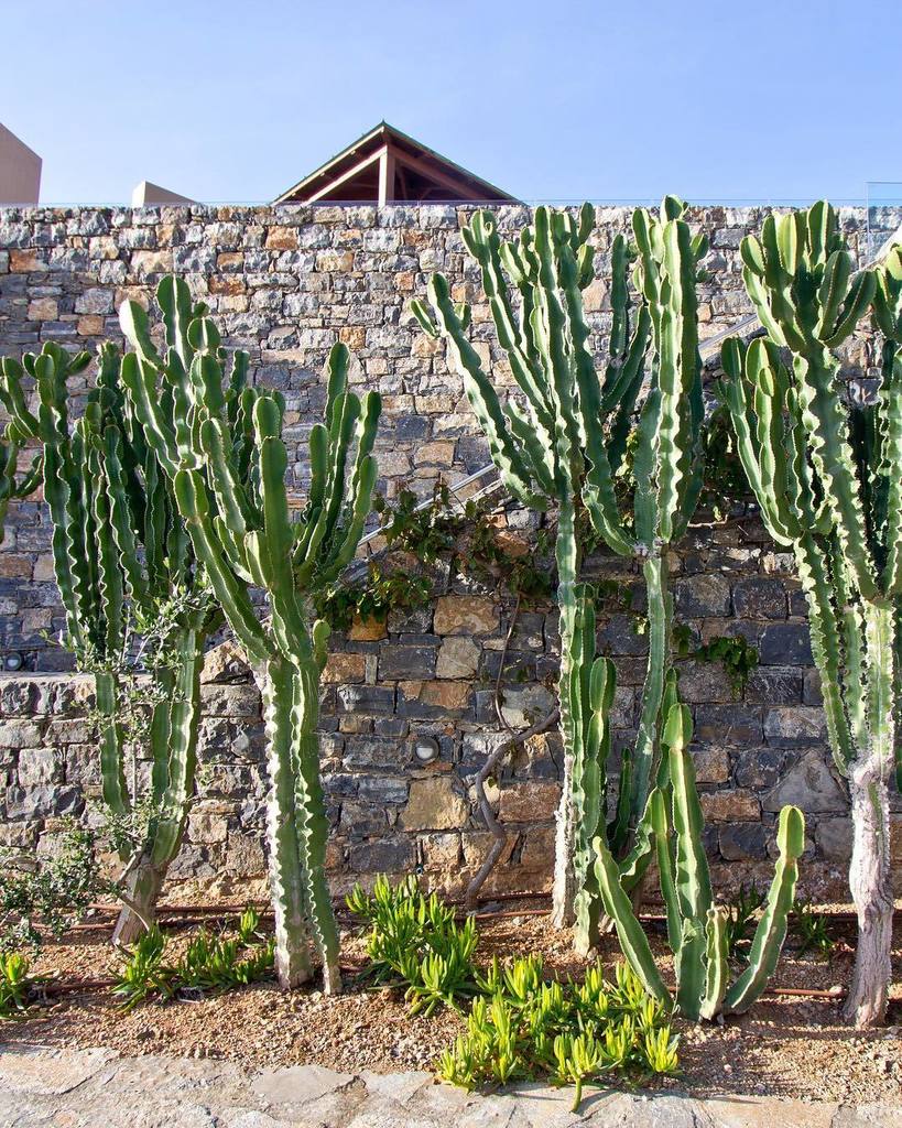 🌵🌵Three days until vacaaatiooon 😍☀️ #fashionvictresstravels #cactus #summervibes ift.tt/2sOxR1Z