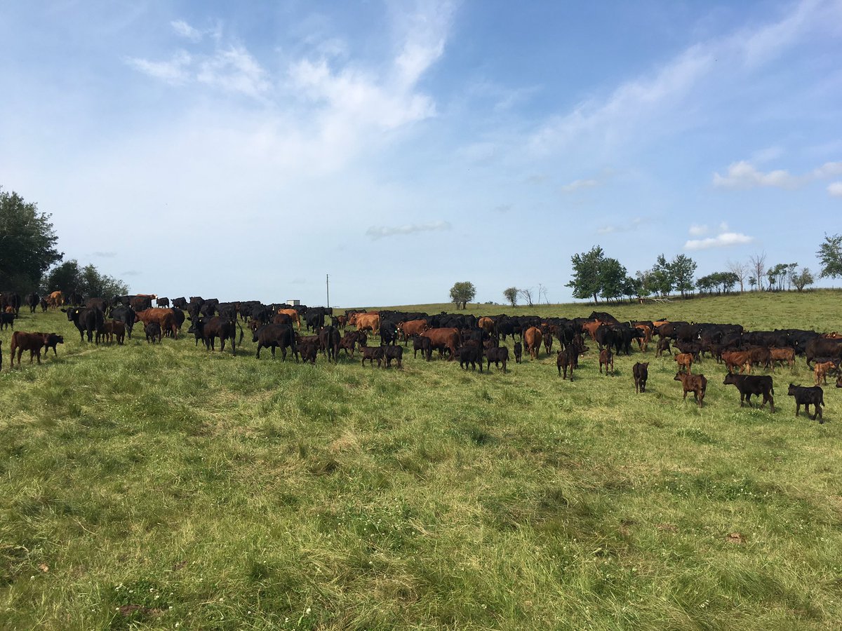 CLaschowski's tweet photo. Moving these girls to fresh grass #CowAppreciationDay #Happymamas https://t.co/AovMahdx7l