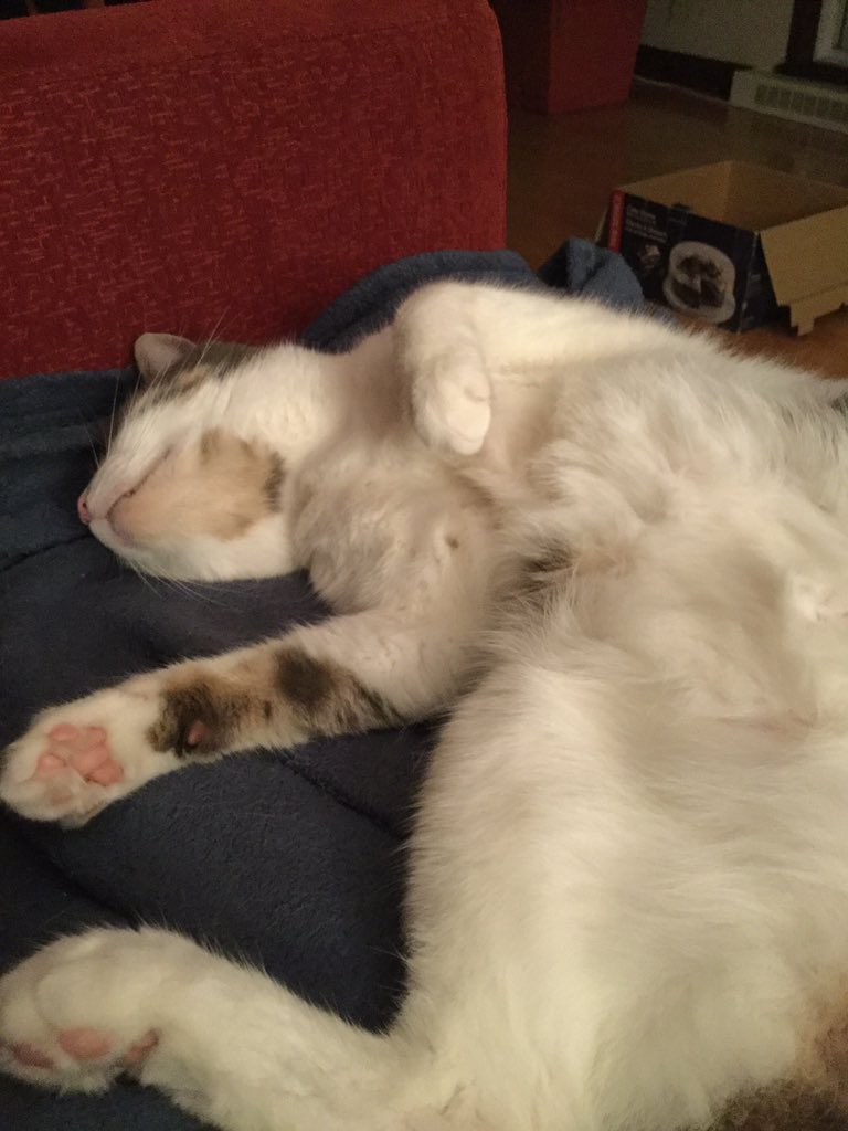 anniedelavoye's tweet photo. Look at this baby asking for love
#Migou https://t.co/wIgkftTfcP