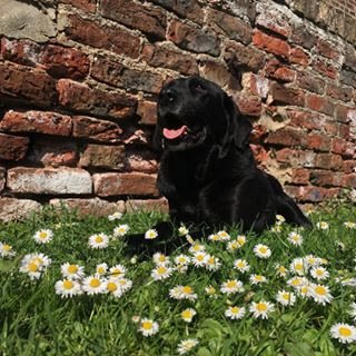 Basic_Baiiley's tweet image. rest in peace, you are with the stars now