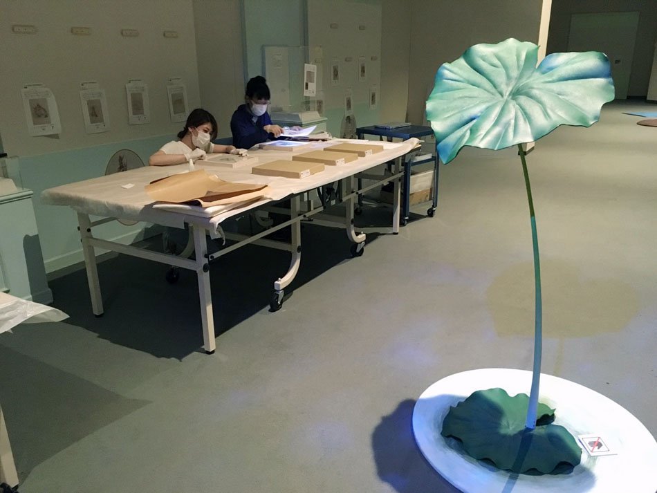 東京富士美術館 ピーターラビット展の展示作業が始まりました 紙本保存修復家の坂本雅美先生が100年以上前にビアトリクス ポターが描いたピーターラビットの原画を一点一点 丹念に点検中 Beatrix150 ピーターラビット展 ピーターラビット 東京富士