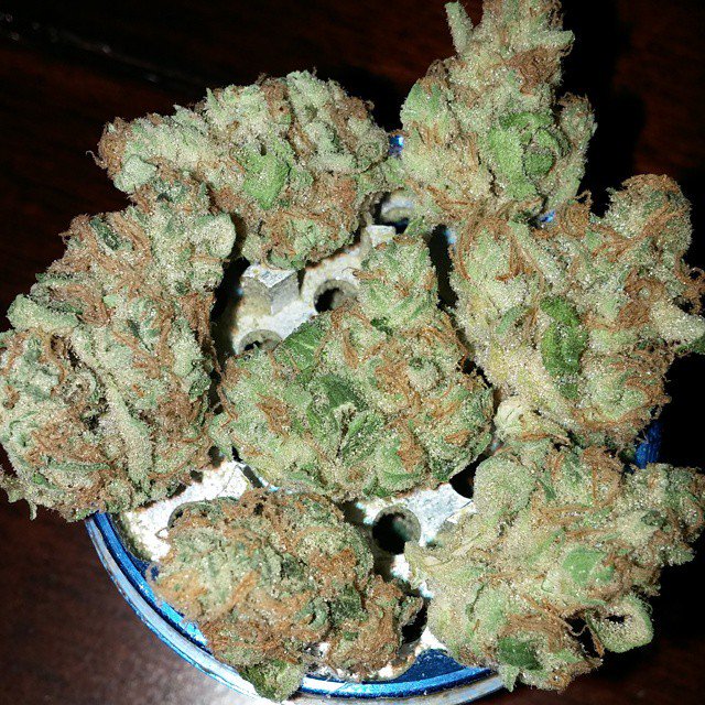Hotsause420's tweet photo. #chongschoice #Spacecream #Hotsausegenetics #Coloradobreeder https://t.co/T6S3ujTFXK