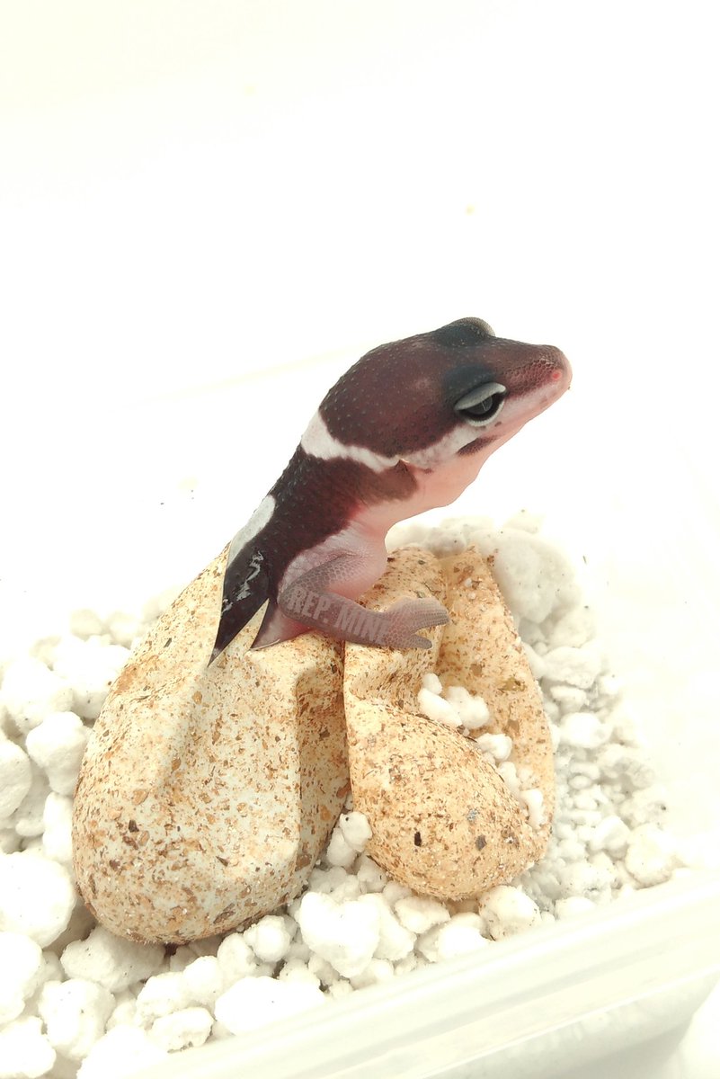 repmine's tweet image. 偶然、孵化の瞬間に立ち会えました。背中のテカリが『うまい』と読めなくもない。
#ヒョウモントカゲモドキ #LeopardGecko #TheFirstDay