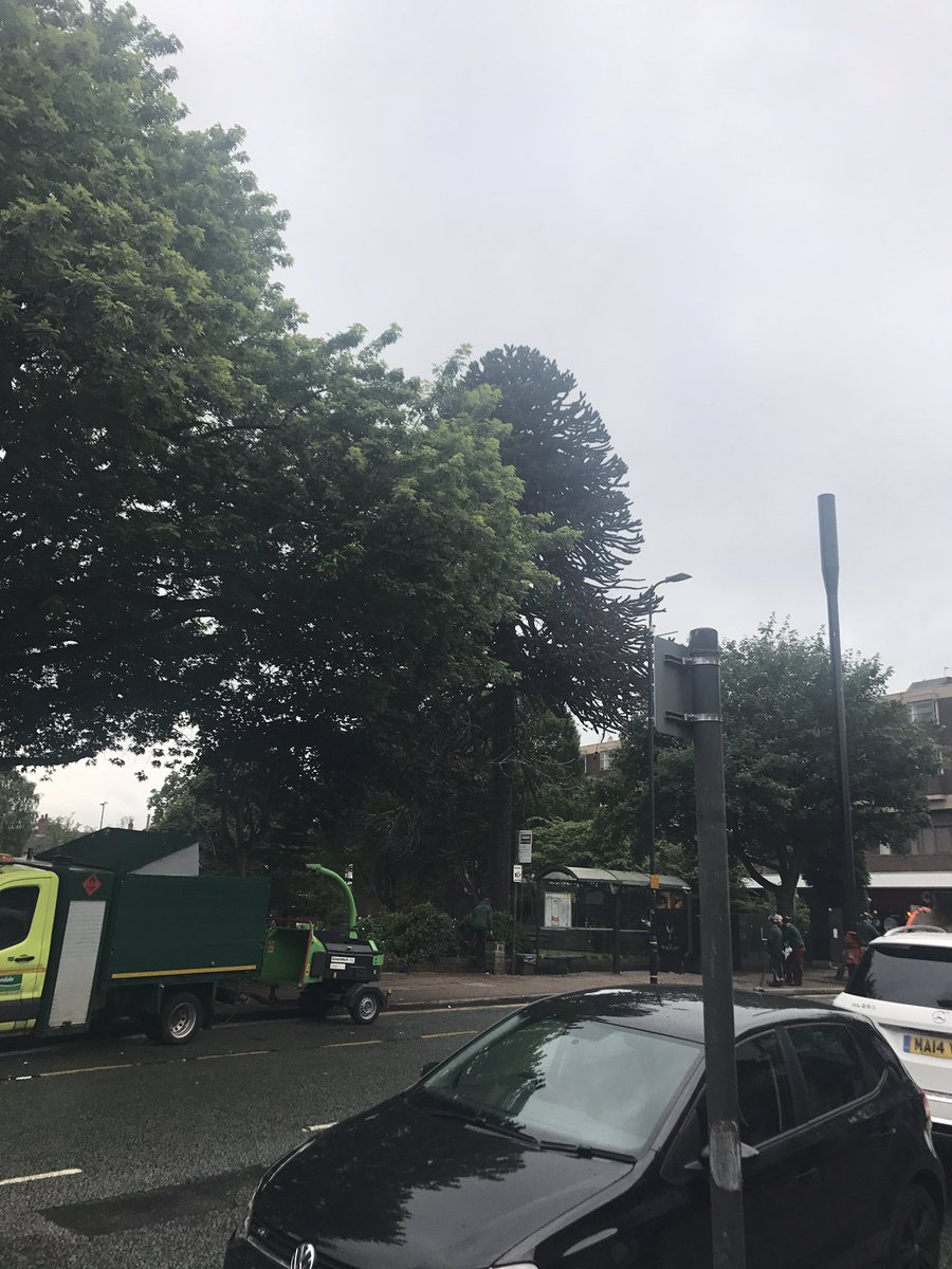 BeHerdMCR's tweet image. Not looking good for the future of #hale #monkeytree looks it could be dead @TraffordCouncil #sadnews #iconic #altrincham #Cheshire #trees