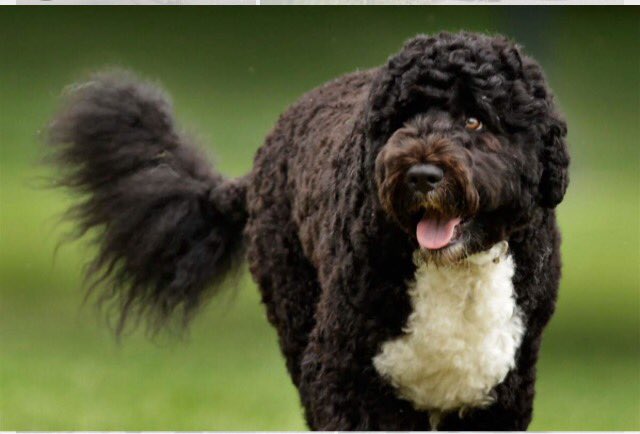 raquel_sparkle's tweet image. I miss Bo! 🐾❤️🐾
Trump doesn't even have a dog! #BringBoBack #BringObamaBack