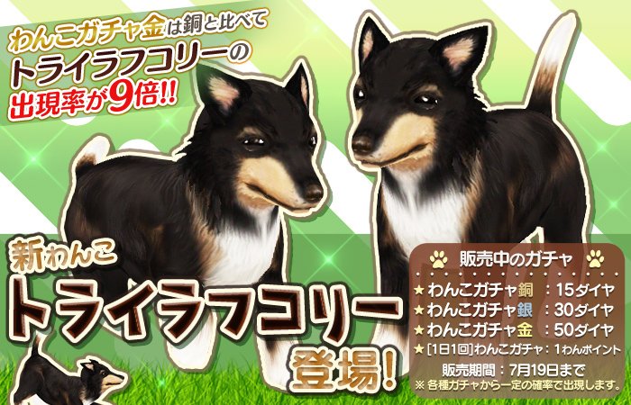新登場のわんこ「トライラフコリー」ぶる！すごく賢いわんこで、牧羊犬としてもお仕事をしてくれるとっても優しいワンコだぶる！ sp.age-corp.jp/tw/news/detail… #てのワン #犬