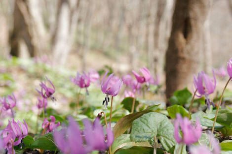 花の妖精チャッピー در توییتر カタクリ 花言葉 初恋 寂しさに耐える 初恋 は うつむいて咲く花 姿から 恥じらいにより自分の気持ちをうまく伝えられない せつない初恋の気持ちを連想したものであるといわれます 寂しさに耐える の花言葉も