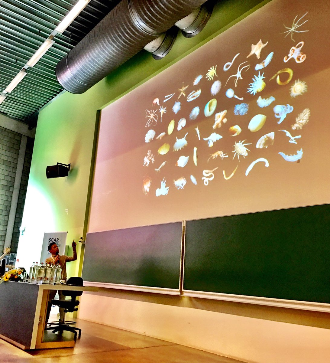 British Antarctic Survey 🐧 (@bas_news) on Twitter photo @griffiths_huw (BAS) talks about the impact of #Southern #Ocean #warming on seafloor species in the next 100 years <a href="/SCARBIO17/">SCAR Biology 2017</a> #scarbio17 @griffiths_huw (BAS) talks about the impact of #Southern #Ocean #warming on seafloor species in the next 100 years <a href="/SCARBIO17/">SCAR Biology 2017</a> #scarbio17