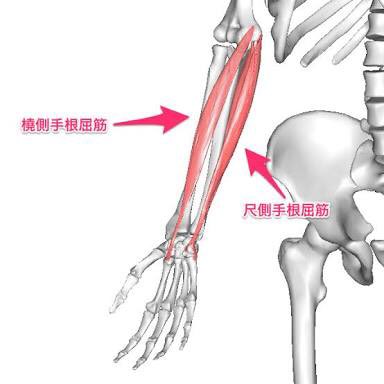 田中まさゆきトレーナー 股関節46 動的ストレッチ そーいえば 尺側手根屈筋 しゃくそくしゅこんくっきん 尺側手根伸筋 しゃくそくしゅこんしんきん W 田中まさゆきトレーナー 股関節46 動的ストレッチ そーいえば 尺側手根屈筋 しゃくそくしゅこんくっきん 尺側手根伸筋 しゃくそくしゅこんしんきん W