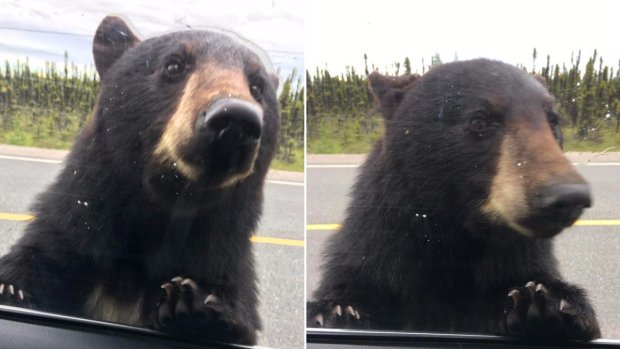 CBCNL tweet picture