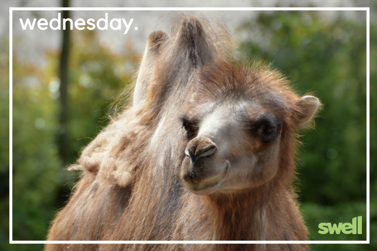 Happy Wednesday everyone! #HumpDay 🐫