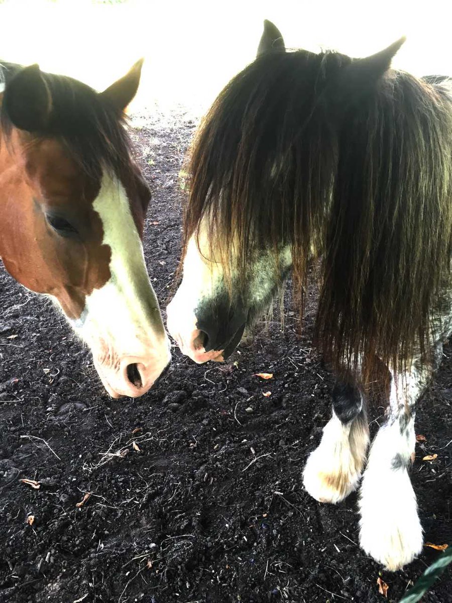 manechance's tweet photo. Great opportunity for small and medium businesses in Surrey while supporting Mane Chance. Check out all the details https://t.co/qfJa1r7Mhn https://t.co/jOwujJYMgL