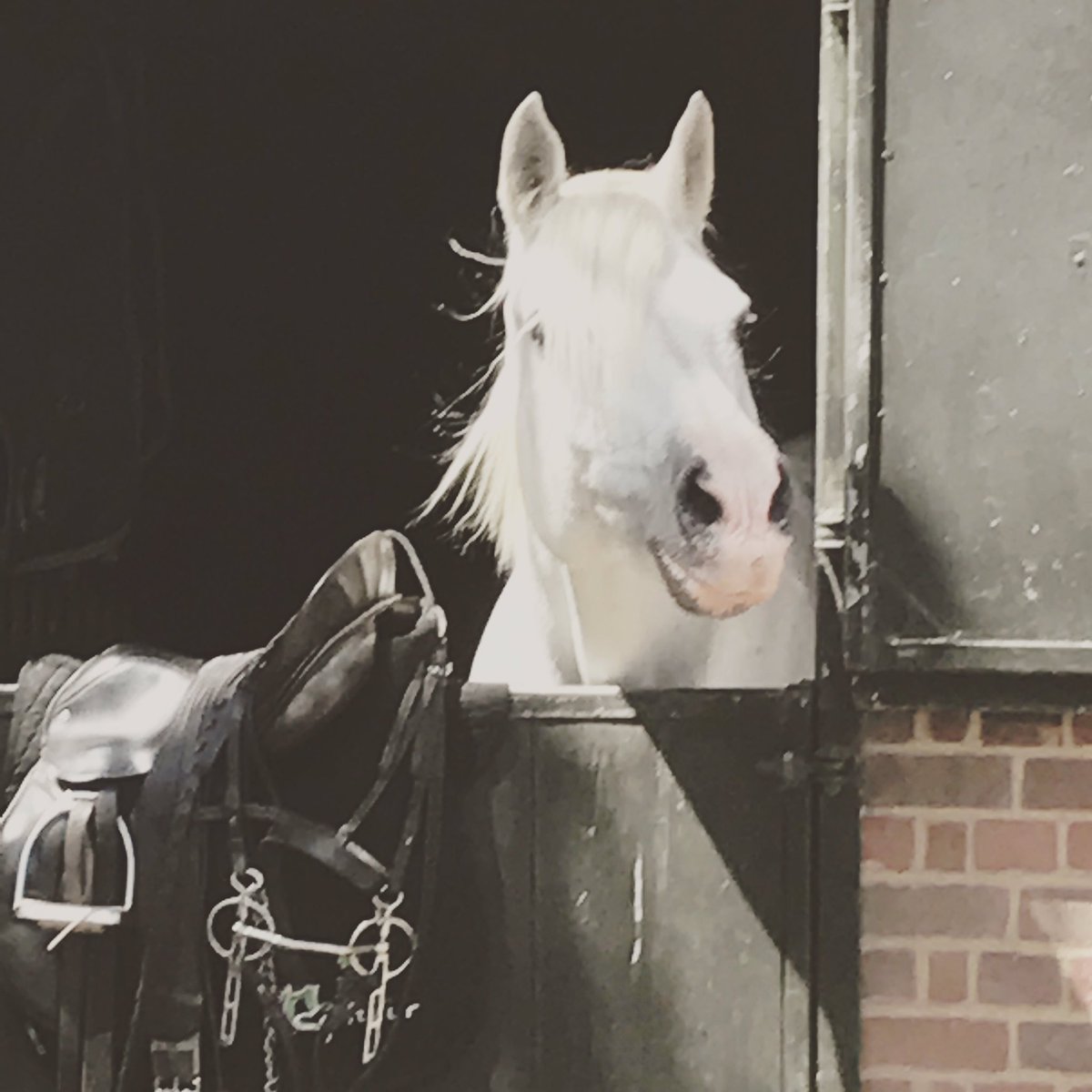 kirstymod3's tweet photo. Come on woman get this saddle on me &amp; let's go out #Henri #richmondpark #operationcentaur https://t.co/tDiYEdPzMb