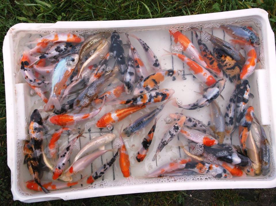 BerryRingAqts's tweet photo. Greenline Mixed Koi! https://t.co/Vn1Fwaex8p