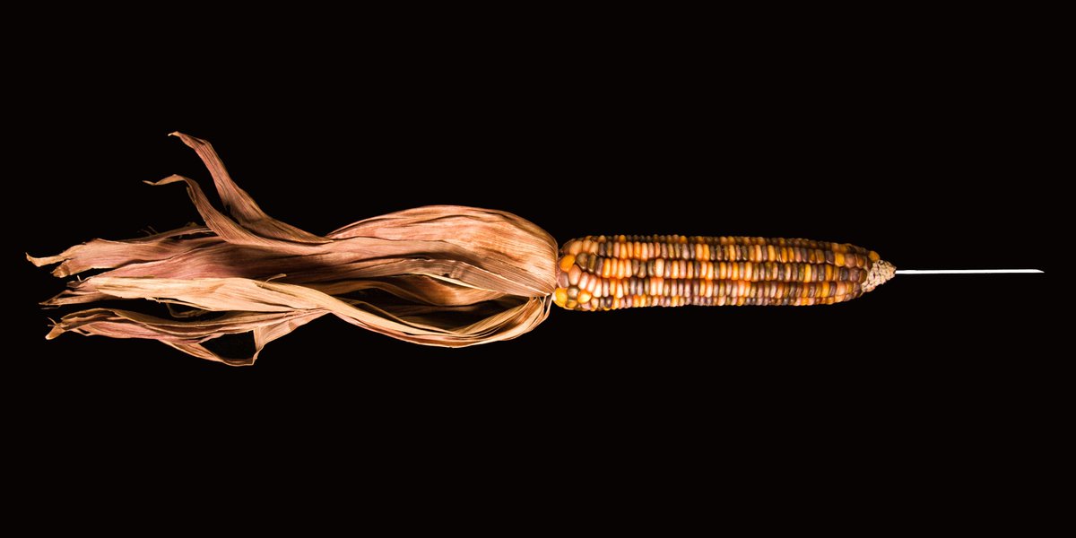 Transposable elements and what they mean for health: rdcu.be/t8Dq