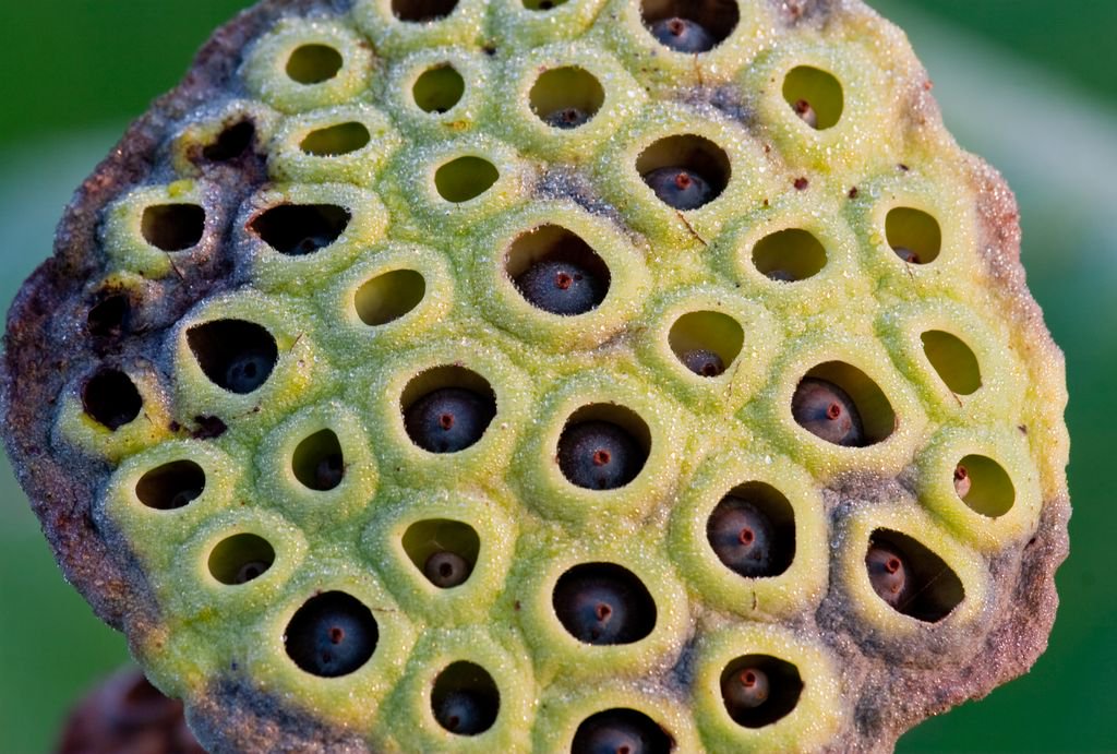 Do You Feel Creeped Out By Tiny Holes You Might Have Trypophobia And