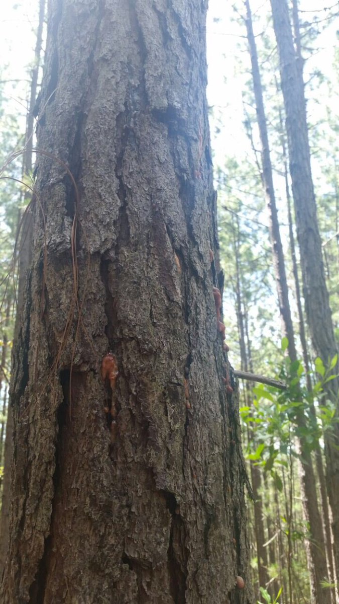 bugsnforests's tweet image. I have a date with these bark beetle trees later this week in Honduras... #foresthealth problems have no boundaries!!
