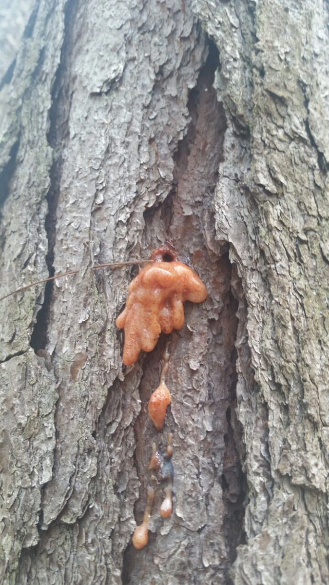 bugsnforests's tweet image. I have a date with these bark beetle trees later this week in Honduras... #foresthealth problems have no boundaries!!