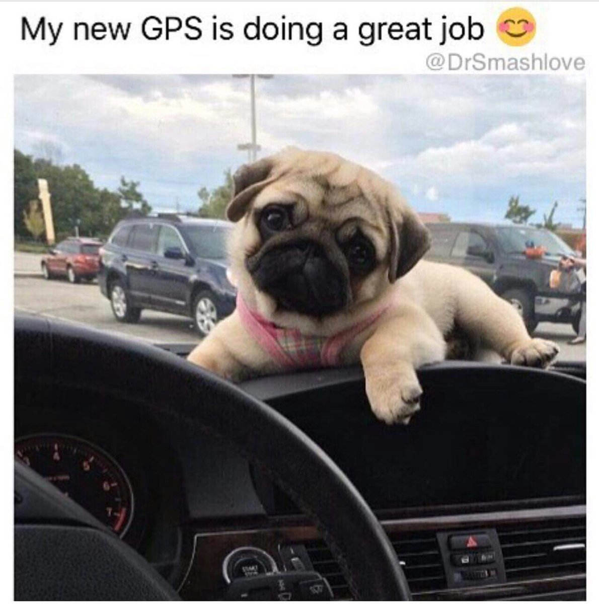 garwar2010's tweet photo. Too cute
#pugs #dogs #retweet #pug #follow #like #puglife #dog #aww #funny #cute #pugchat #fun #Pugs #pets #pugsdaily https://t.co/UUkSlxMHCt