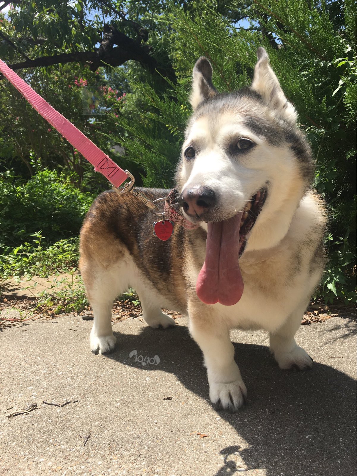 eftertænksom guitar obligat WeRateDogs® on Twitter: "Here we have a corgi undercover as a malamute.  Pawbably doing important investigative work. Zero control over tongue  happenings. 13/10 https://t.co/44ItaMubBf" / Twitter