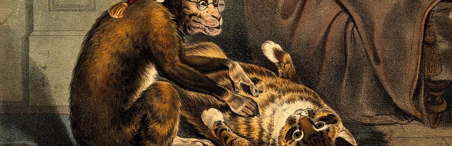 ECOstyle Animal Care tweet media