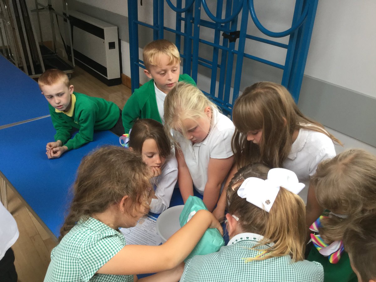 WillowGreenYear3 tweet media