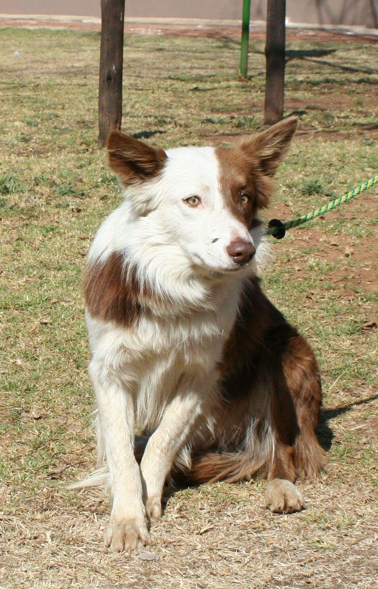collierescuesa's tweet photo. Topdeck was found as a stray, owners don't want him anymore 
He is around 18 months to 2yrs old, good with other dogs and children https://t.co/AwZepNCfRe