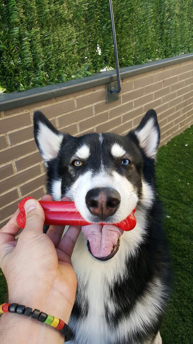 patrygalind0's tweet photo. #Zapeando911 Mi hijo con su padre, de paseo y con su hueso! P.D.: Me encantaría colaborar un día con vosotros!!! https://t.co/AmcQ7CdtBy