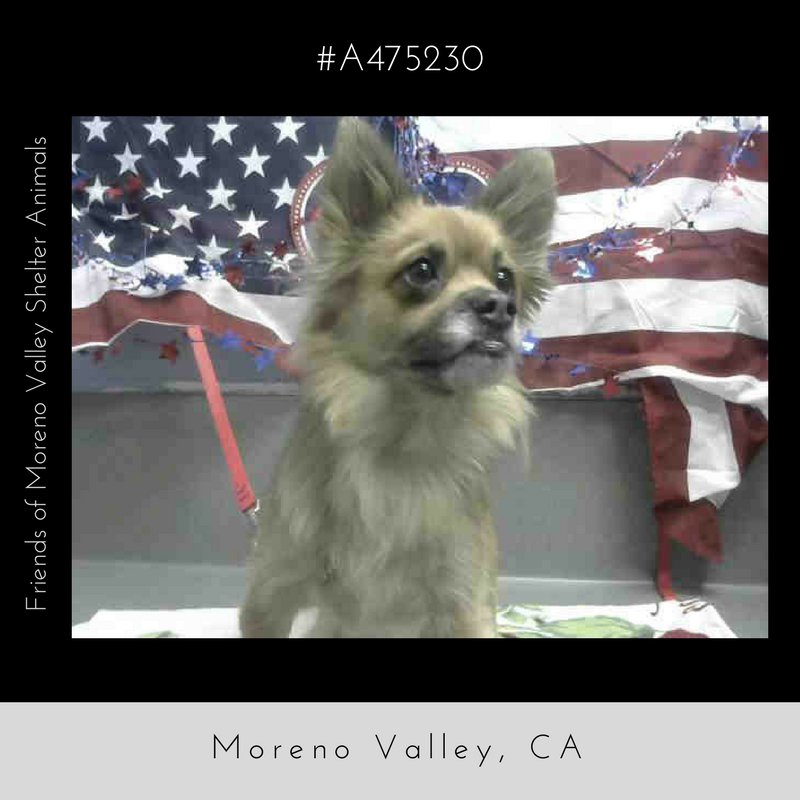 MoValAnimals's tweet photo. SAFE!
❥★❥ RESCUED ❥★❥
COOKIE #A475230 
#happytails
#adoptdontshop
#spayandneuter #Morenovalley #CA https://t.co/WnMRXiTTig