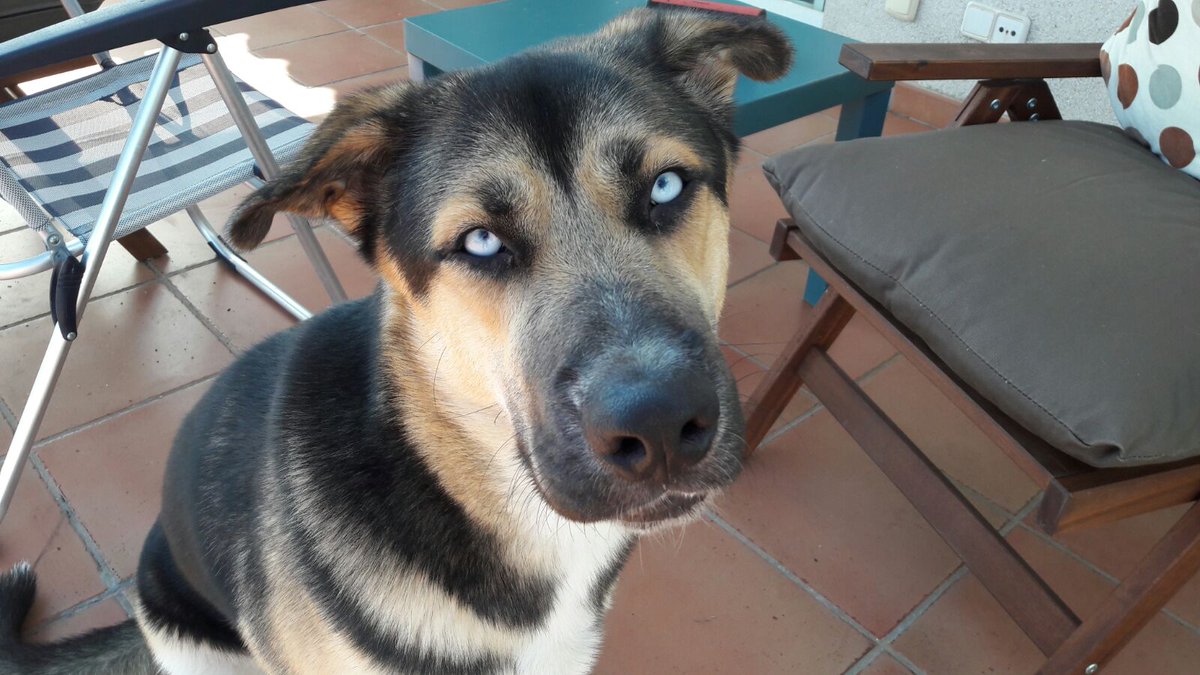 rafacabanes10's tweet photo. #Zapeando911 este es Hodor, con un añito de gamberradas en las patas https://t.co/lf8kDOY9Hr