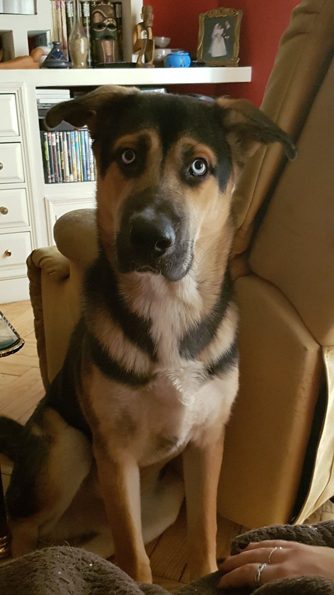 rafacabanes10's tweet photo. #Zapeando911 este es Hodor, con un añito de gamberradas en las patas https://t.co/lf8kDOY9Hr