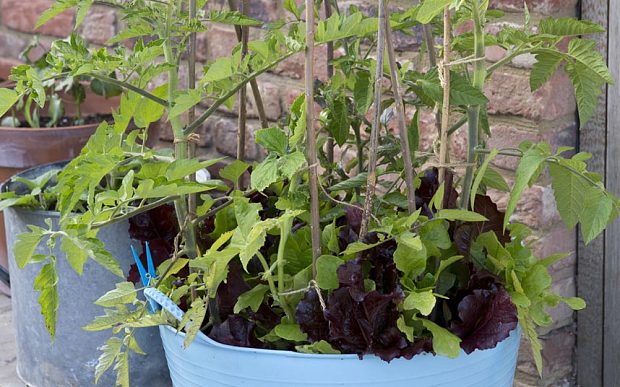 LOVE this! No room to GYO? One pot 10 crops - all year round dld.bz/d878j #zerowaste