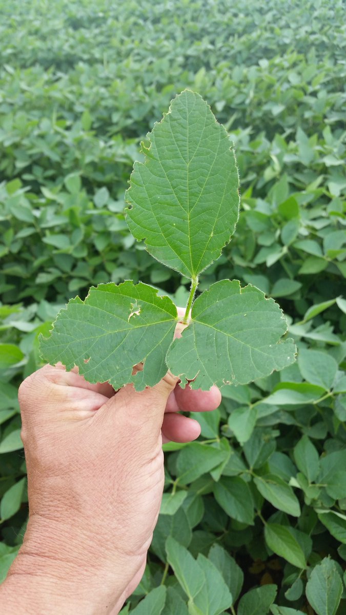 SWMNpest's tweet photo. Imported longhorn weevils and their distinctive #Soybean defoliation are common near 2017 field edges.Economic loss unlikely. https://t.co/NrgpmRSysF