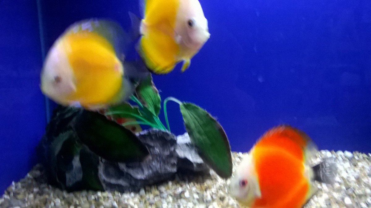 FishFinatics1's tweet image. Lots of beautiful Tropical fish in stock.  Click on the link for our availibilities: aquarist-classifieds.co.uk/php/detail62_2… …
#tropicalfish #Burscough