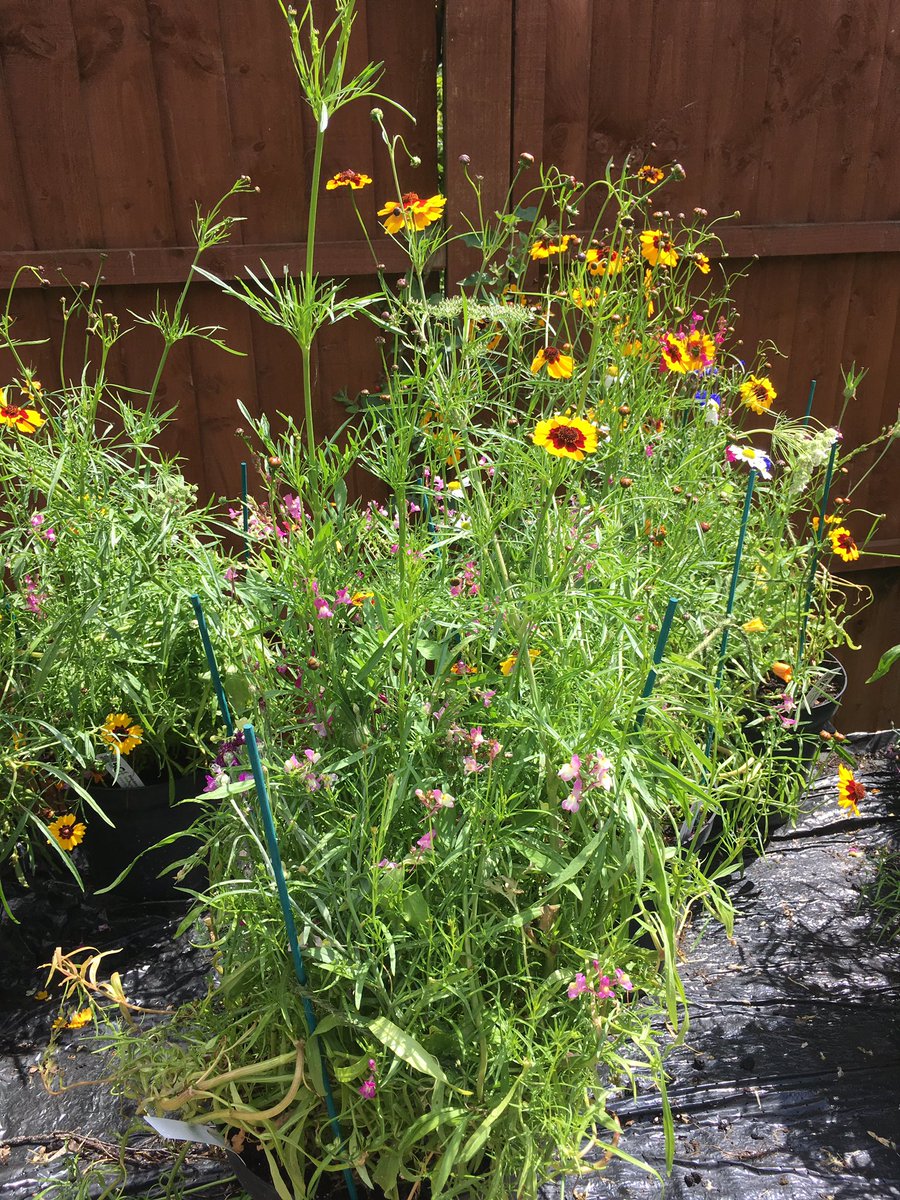 geeamanda's tweet photo. @BCA_Maidenhead @RoyalWindsorRHS #wildflower #meadow planted in pots by Level 1 #Horticulture #studebts for the summer show https://t.co/9bArNusMSa