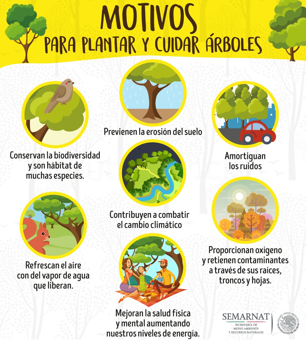 SEMARNAT_mx's tweet photo. Mañana es #DíaDelÁrbol en #México. Son primordiales para nuestra vida. Este #MesDelBosque te invitamos a promover su siembra cada que puedas https://t.co/KUASRZeDry