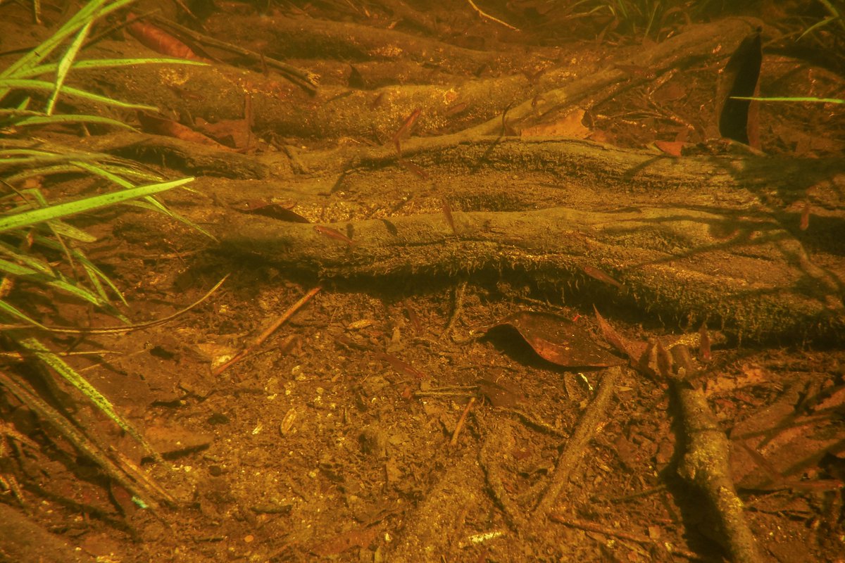 tanninaquatics's tweet photo. MIDWEEK "TINT": A deeper, geekier "dive" reveals more aquascaping cues from the flooded forests... https://t.co/Sw57VAEy41 https://t.co/wY3O3nua08