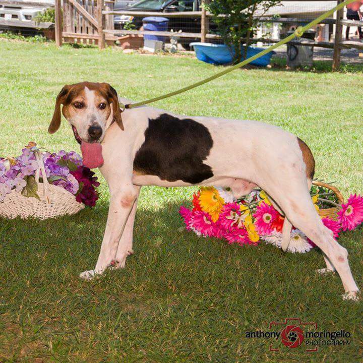foha_va's tweet photo. Andre would love to go on hikes with someone and smell all the smells!
#hound #walkercoonhound #AdoptDontShop
https://t.co/4HorV0914r https://t.co/iNFstJcRmj